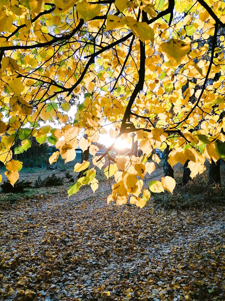 Autumn