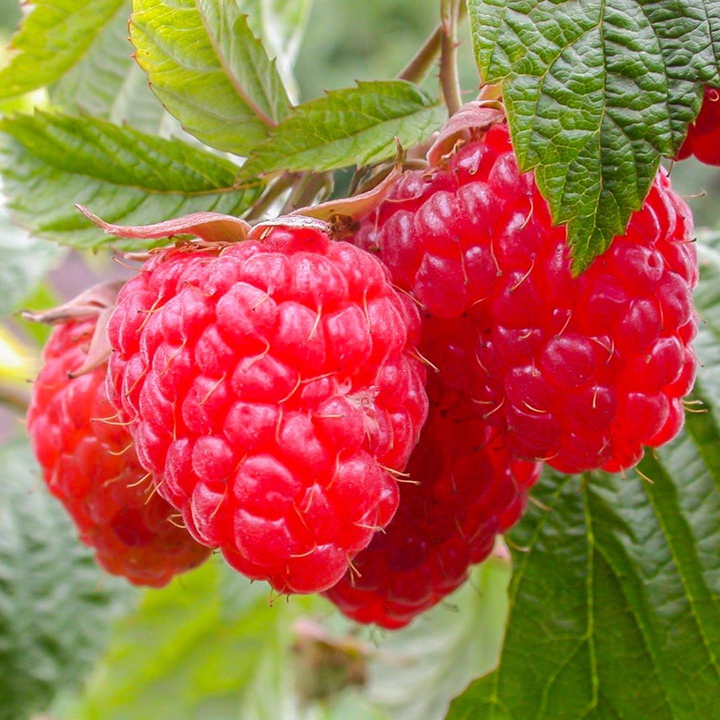 Raspberry