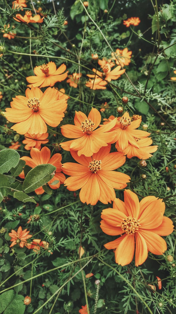 orange