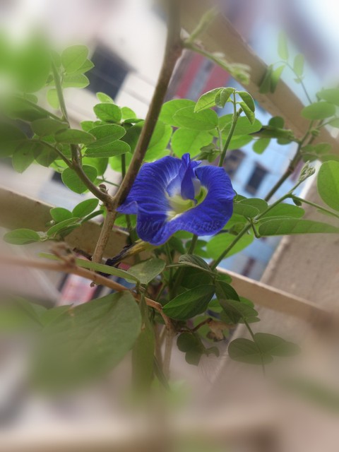 blue