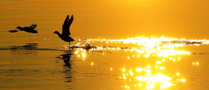 Birds