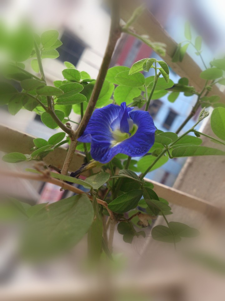 blue