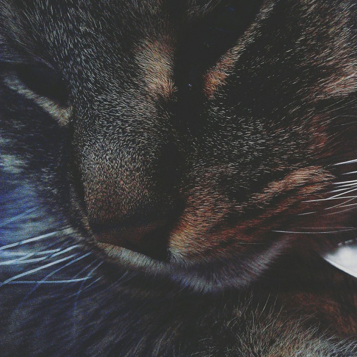 Willie-Bob