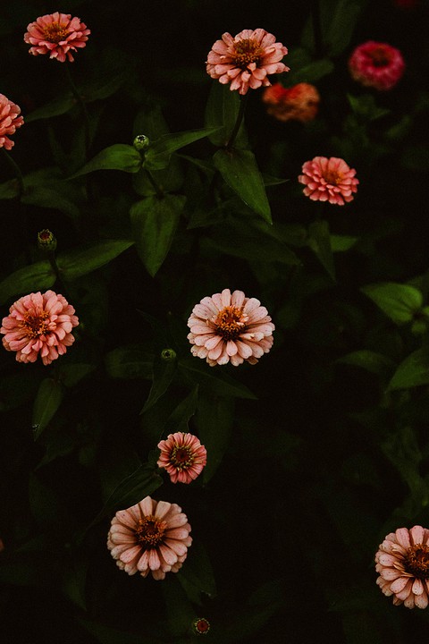 ZINNIA