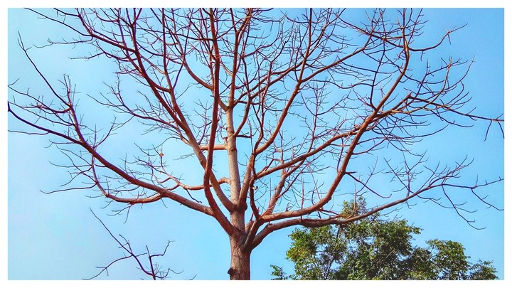 tree