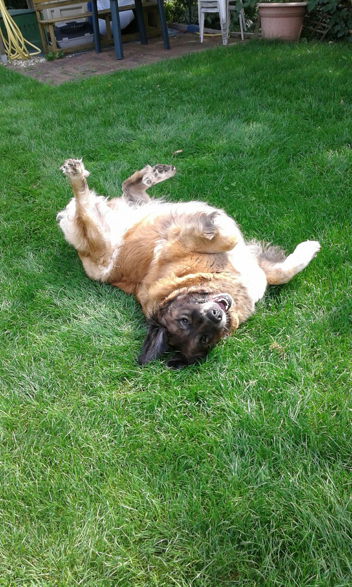 Happy Dog