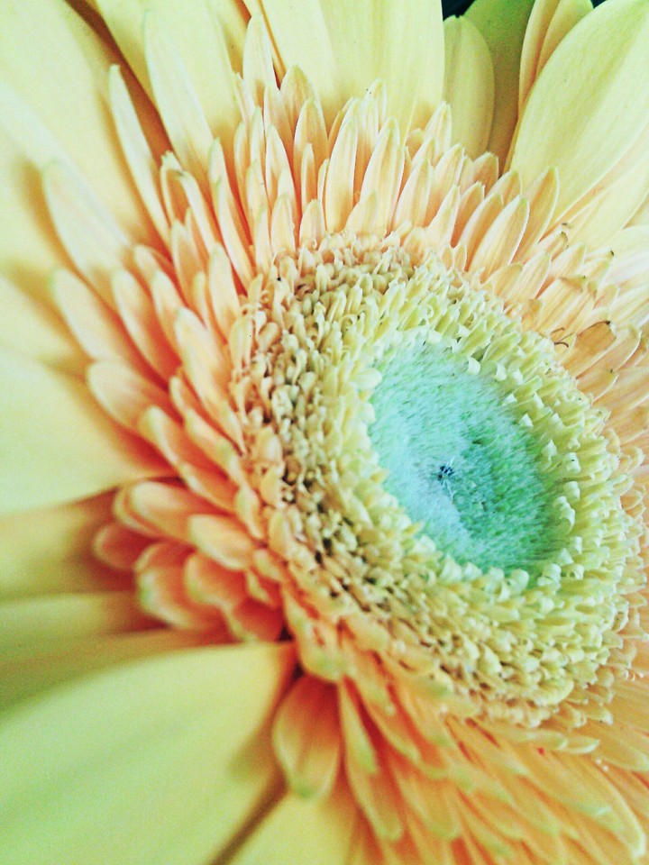 The yellow