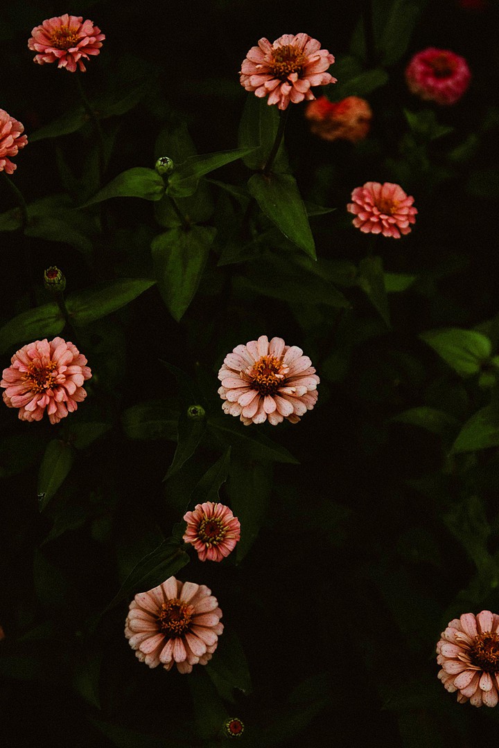 ZINNIA