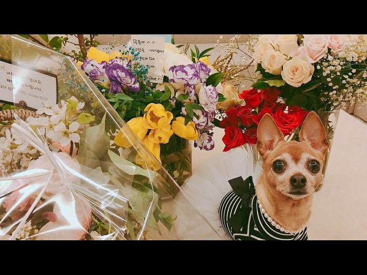 dog