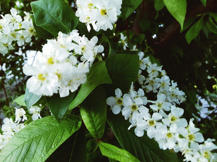 White flowers