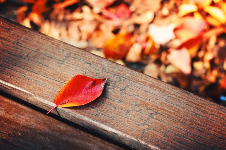 가을.단풍.낙엽.autumn.leaf