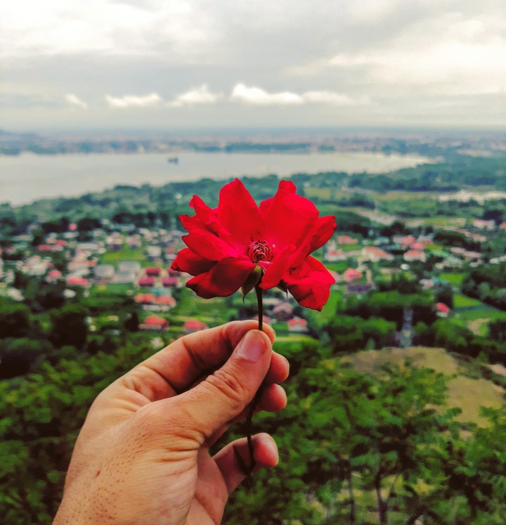 rose