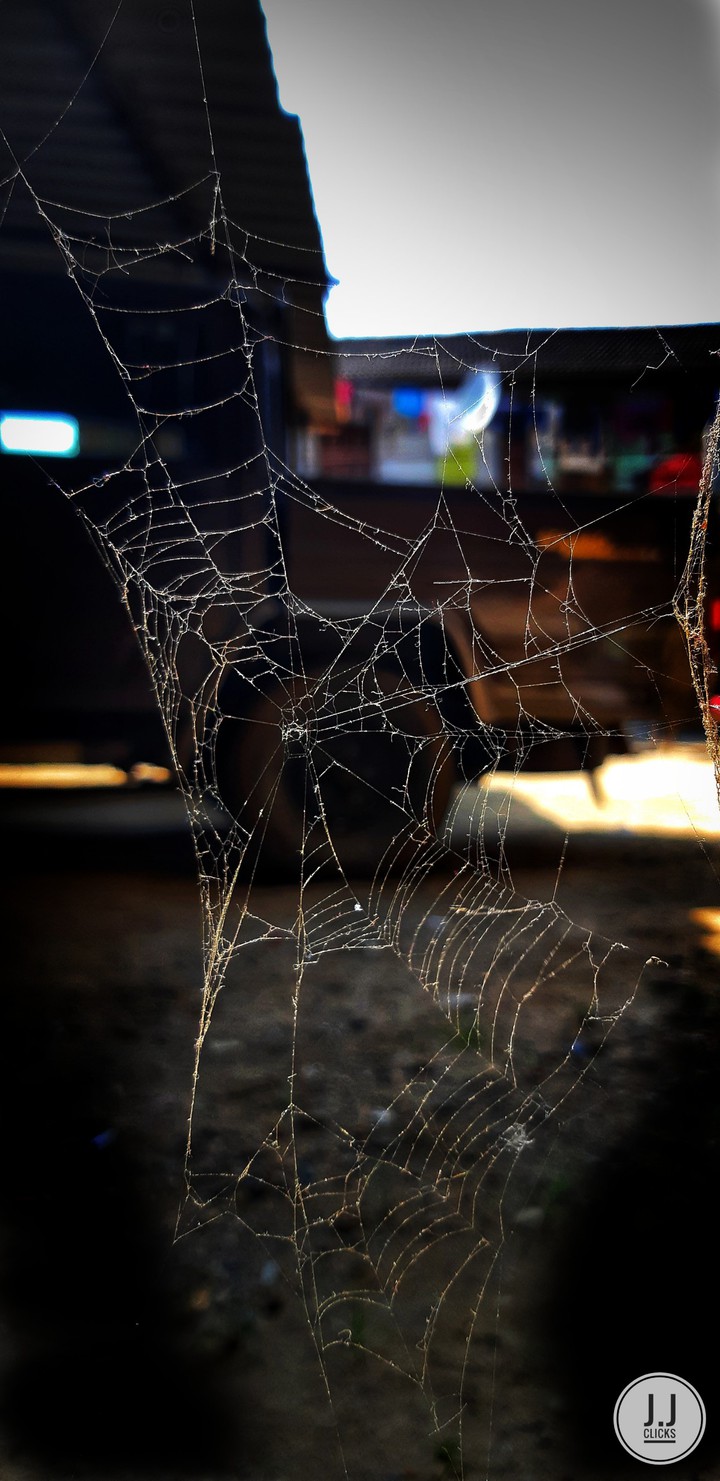 Spider's net