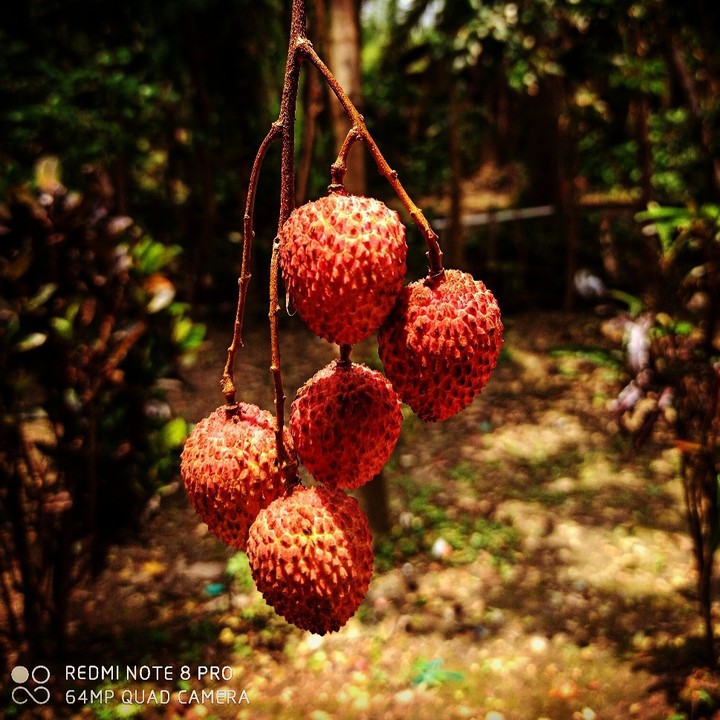 The hanging Lichi