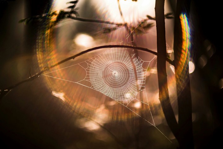 spider