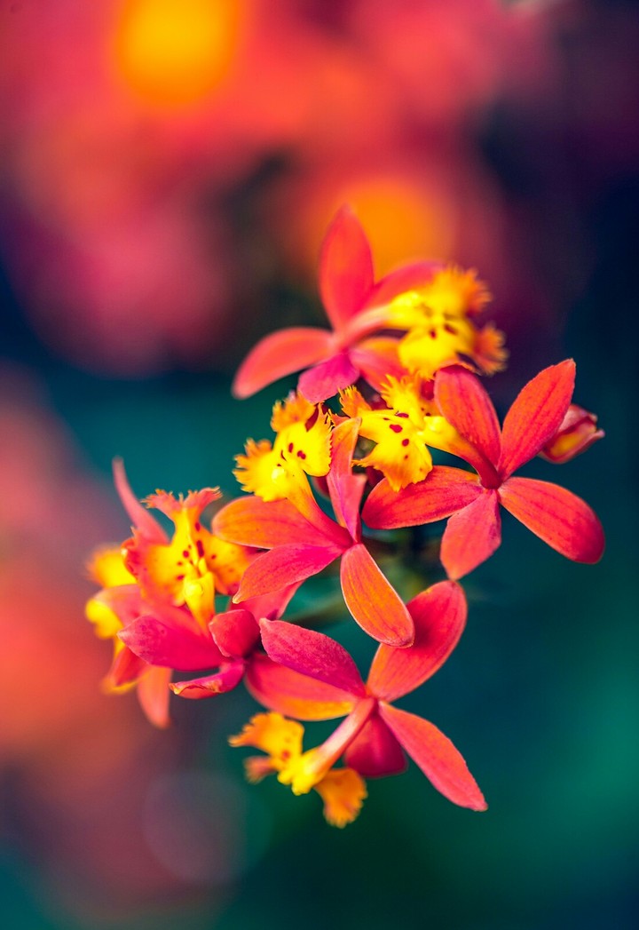 red flowers