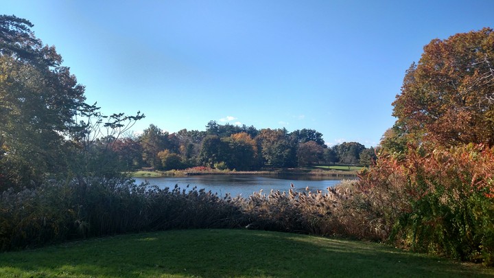 duck pond