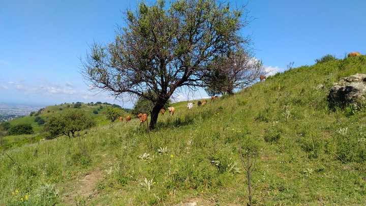 bucolic landscape