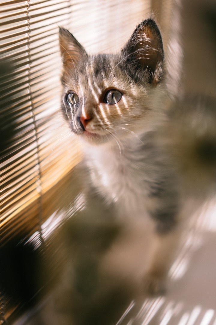 lovely kitten