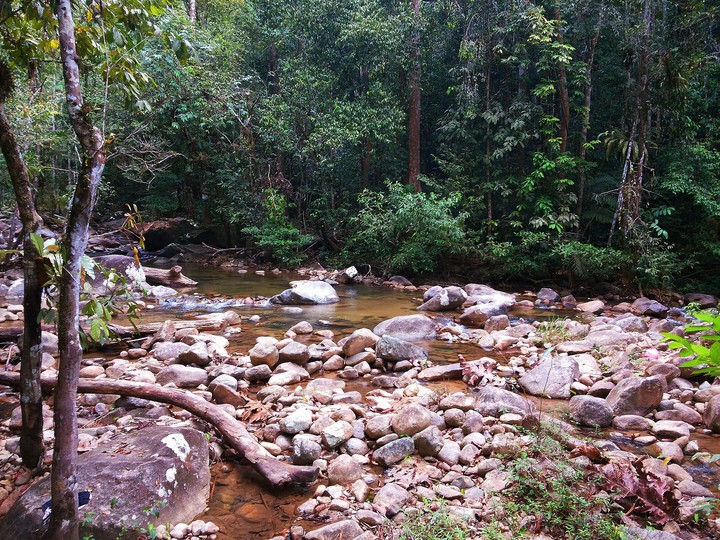 Forest