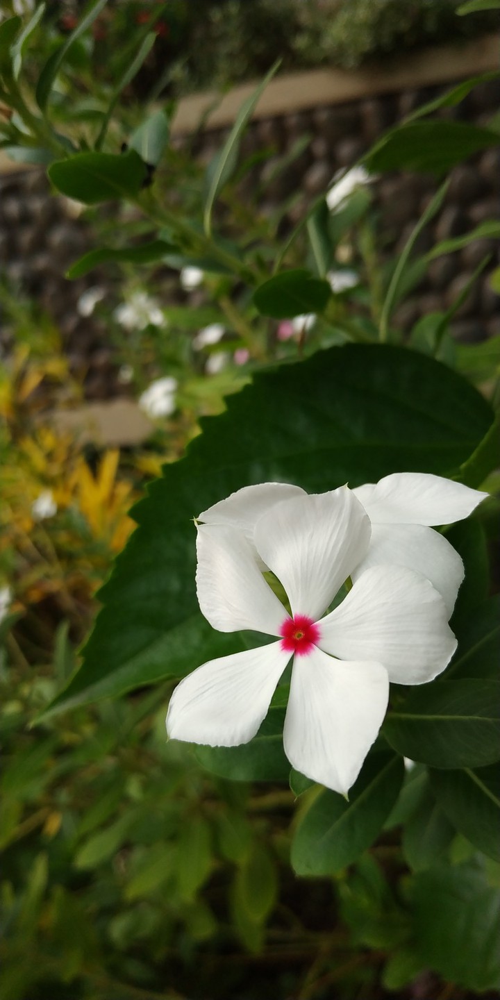 Wild Flower #8
