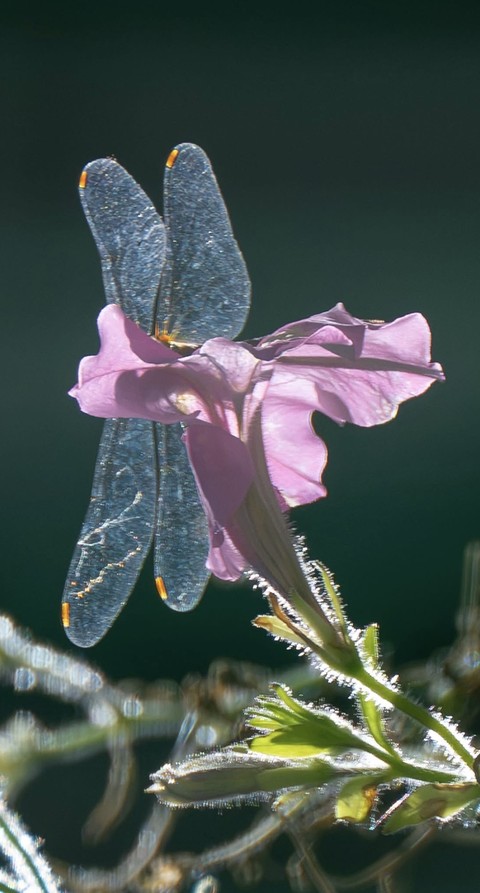 Dragonfly