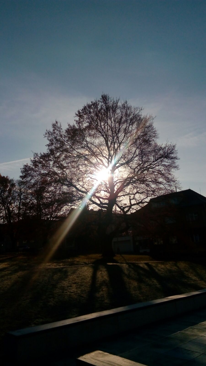 tree