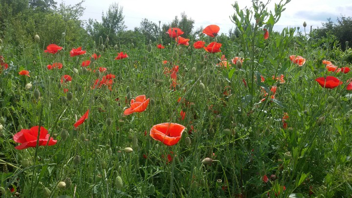 Flovers