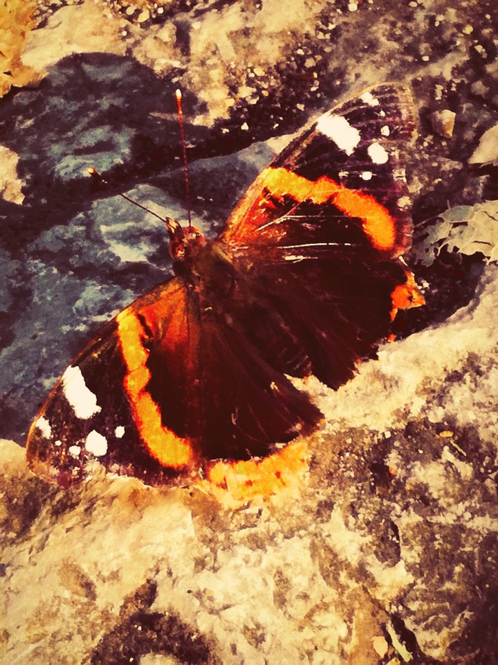 Butterfly