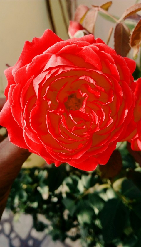 rose the color of love