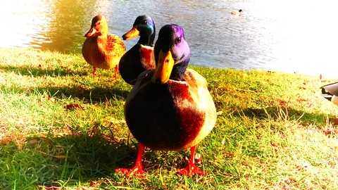 Ducks