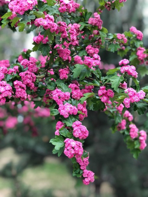 viburnum, subshrub桌布