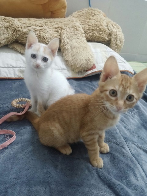 cat