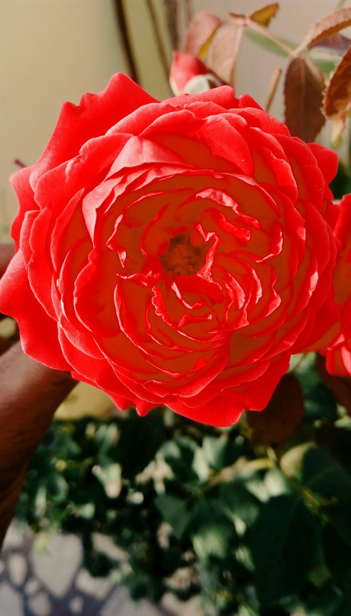 rose the color of love
