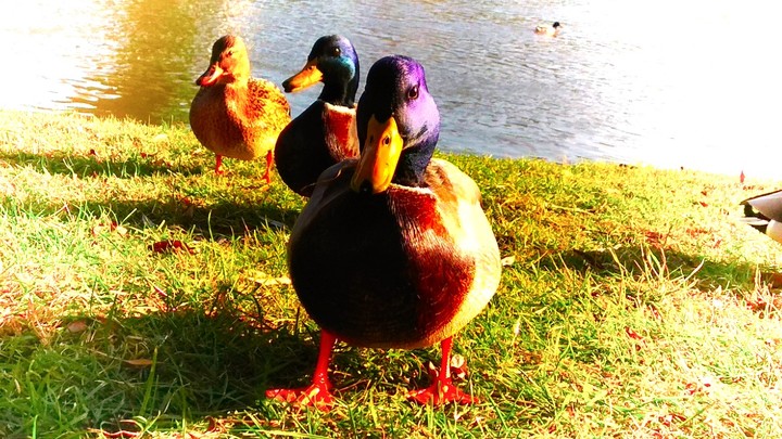 Ducks