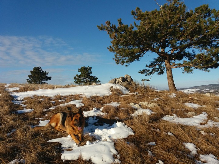 tree of dog