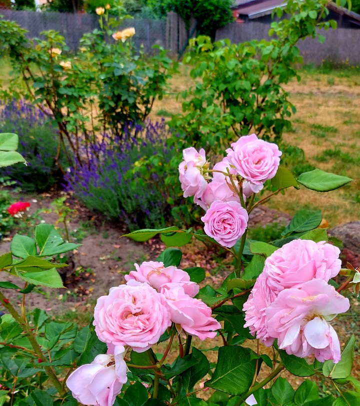 Strauchrosen in Rosa