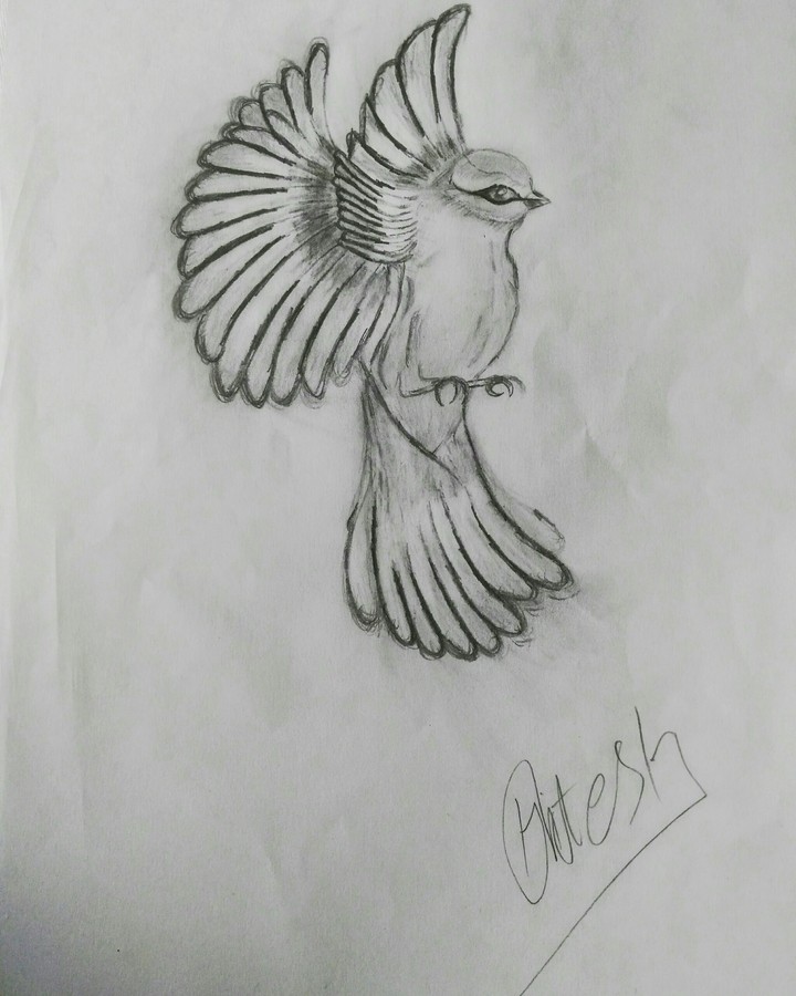 bird skatch