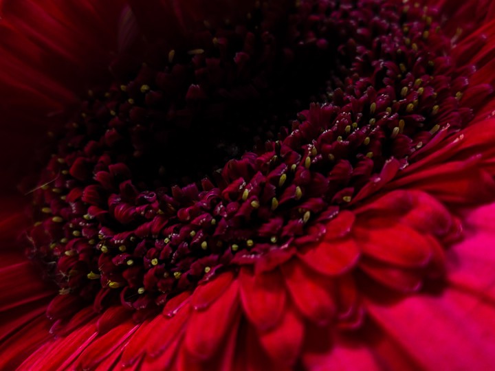 red flower
