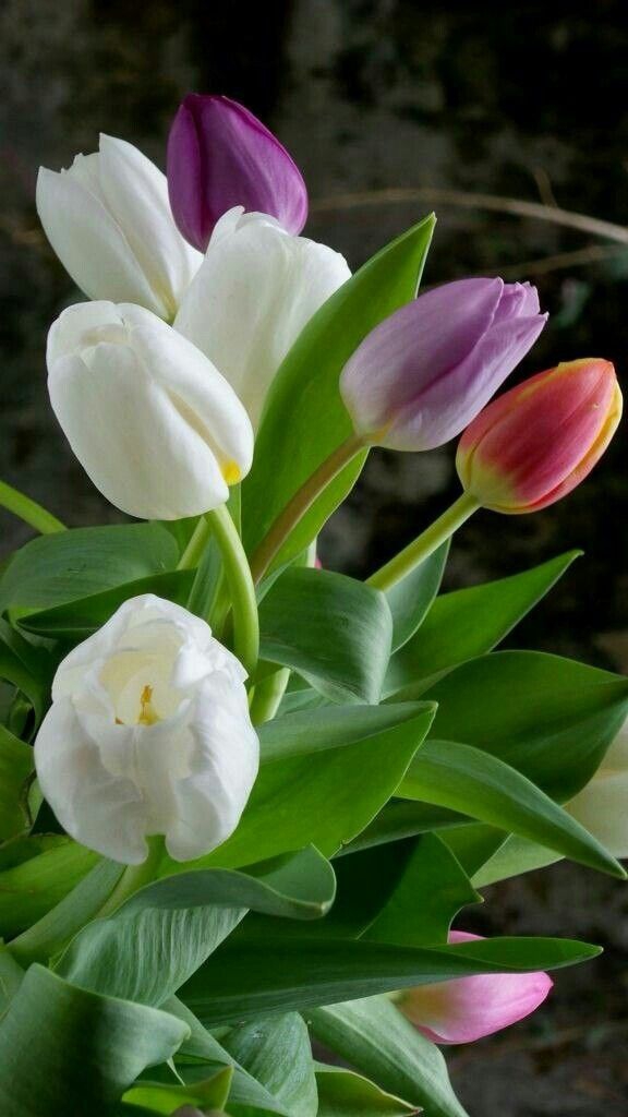 Tulips.