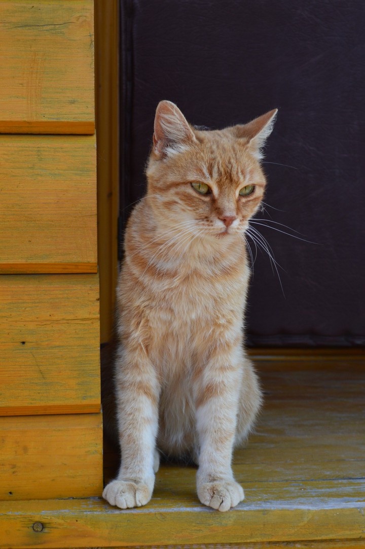 cat
