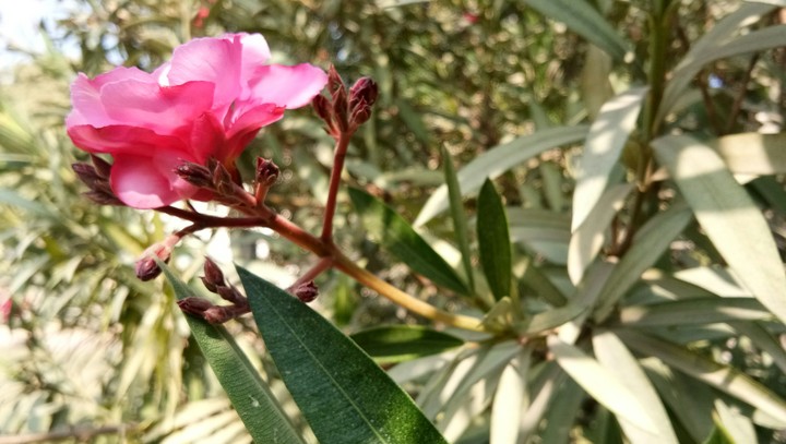 natuer
