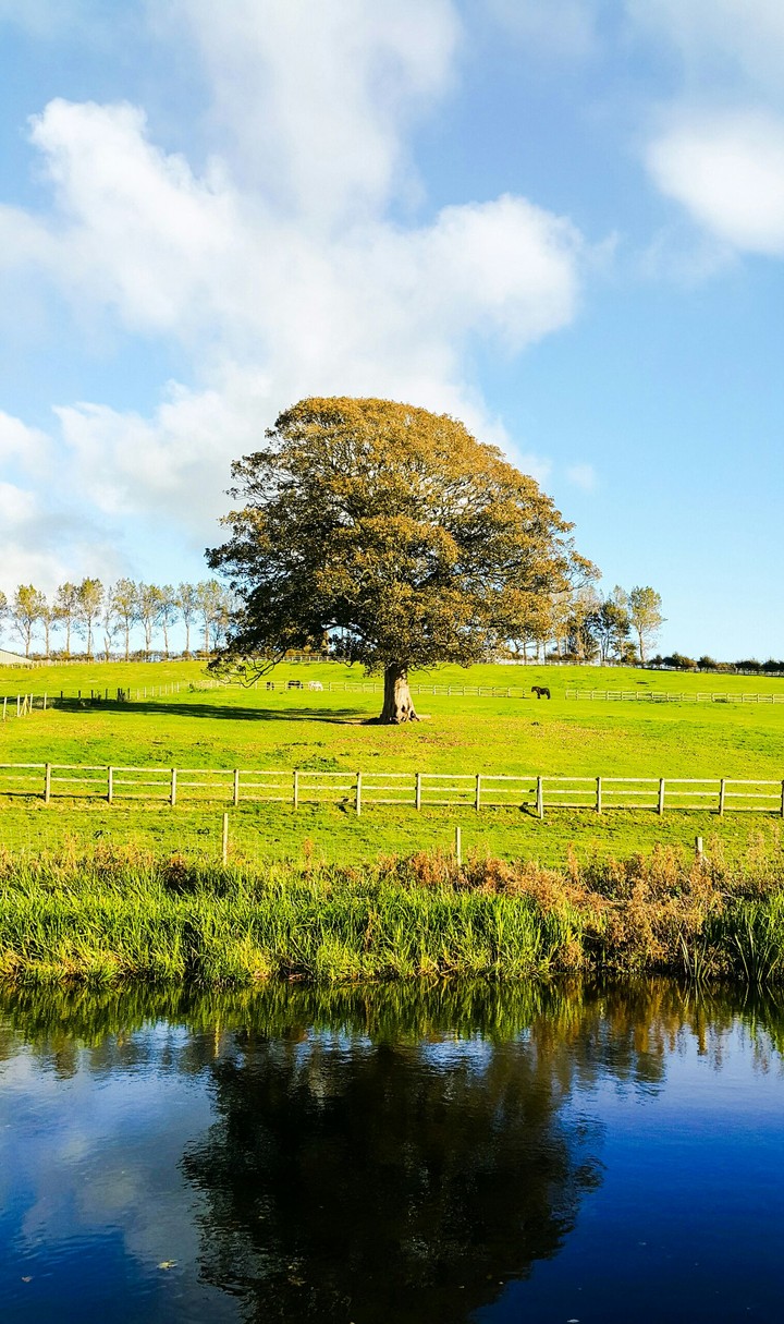 Lonely tree