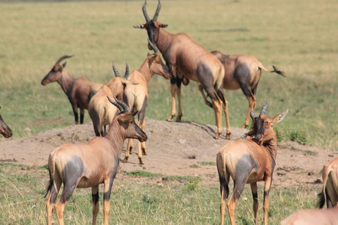 A herd of antelopes