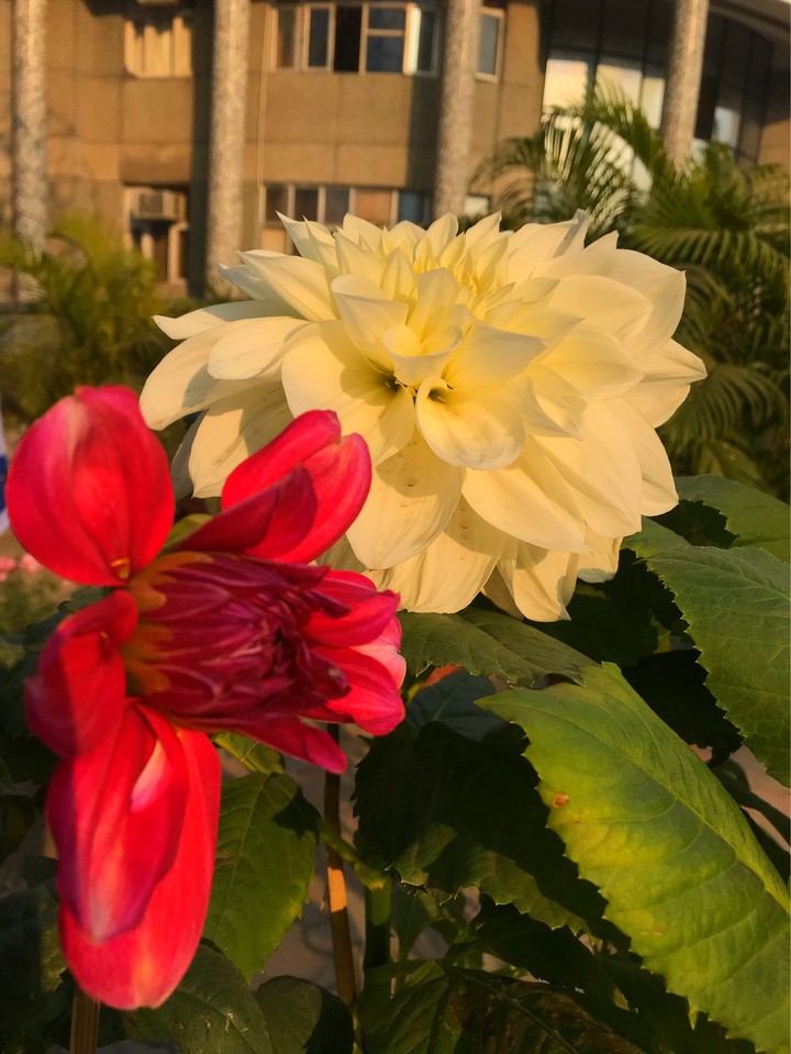flower