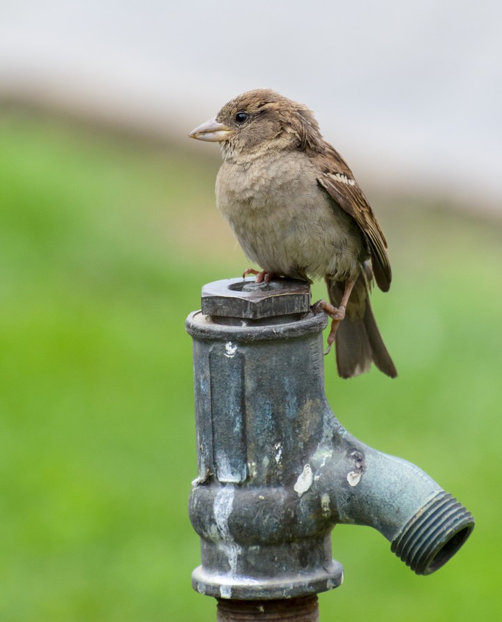 Sparrow