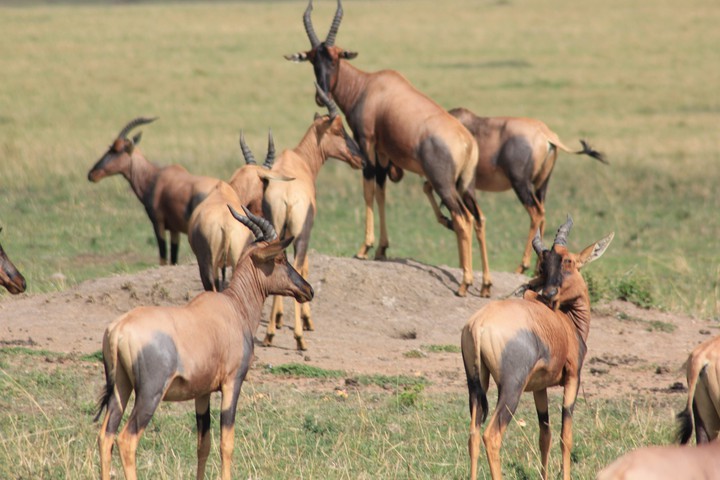 A herd of antelopes