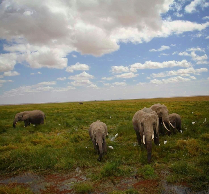Amboseli, Kenya