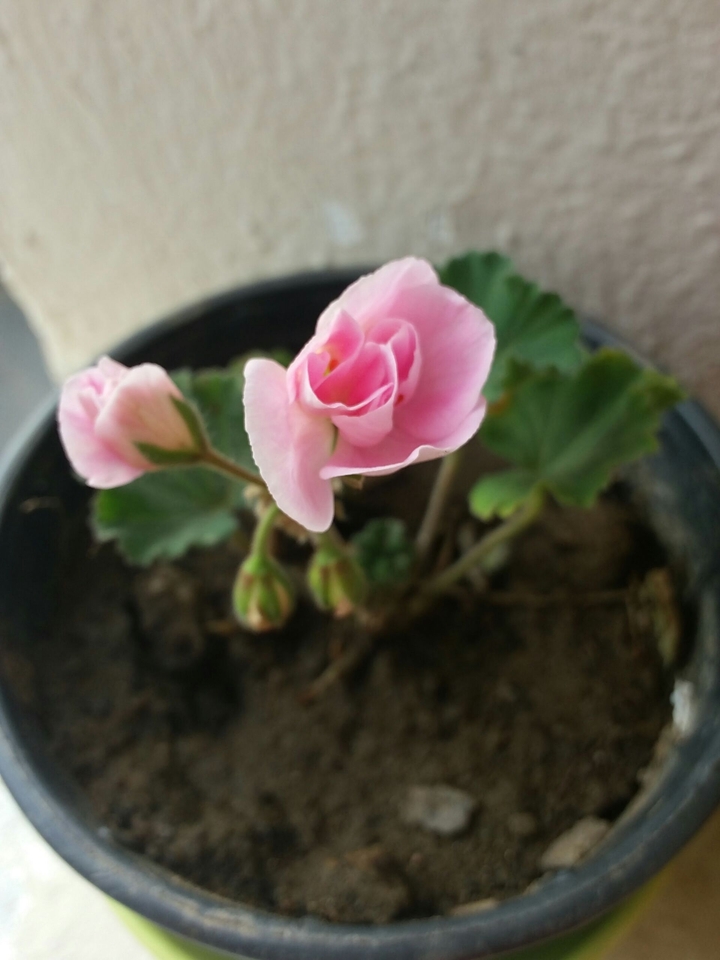 Gift Given