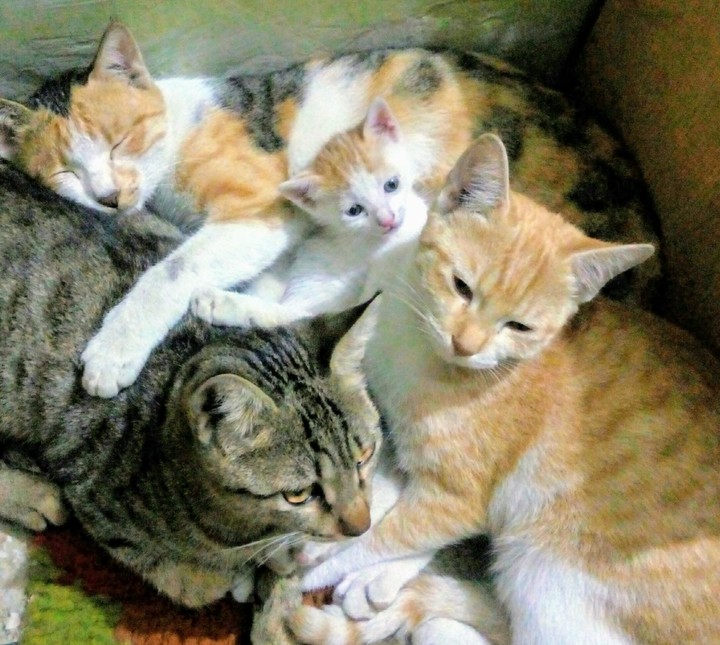 Cat Family